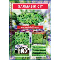 SARMAŞIK ÇİT 4